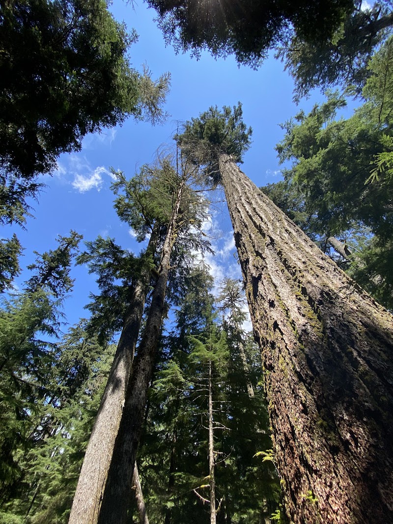 Carbon Falls