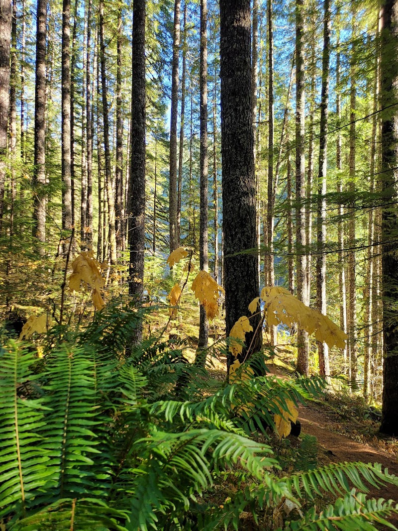 Lower Ladds Creek Falls
