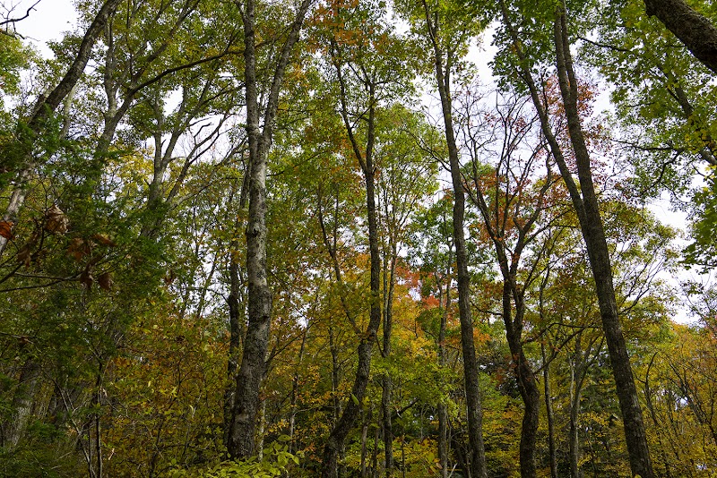 Woodfin Cascades